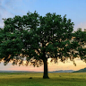 Meet your Posher, Emiliano